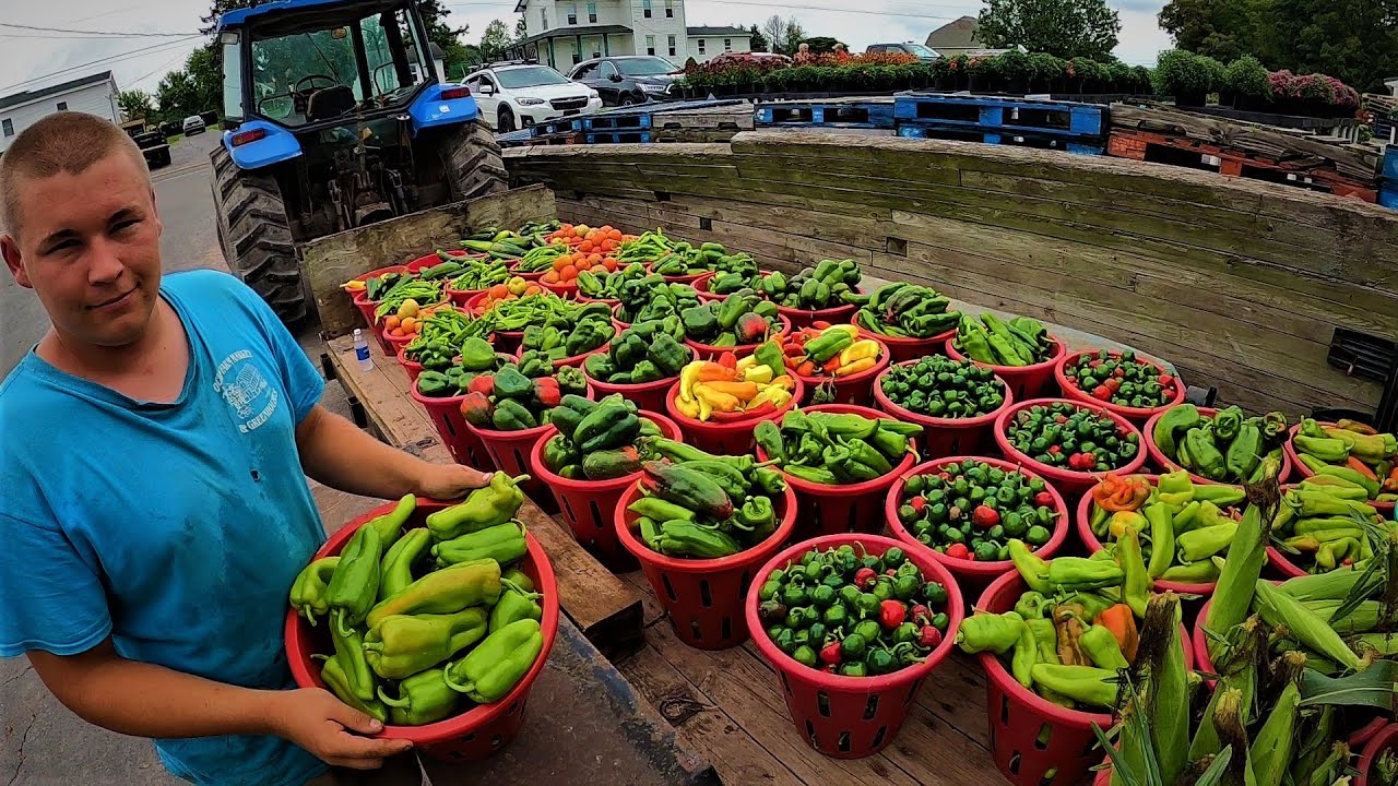 A DAY ON OUR VEGETABLE FARM