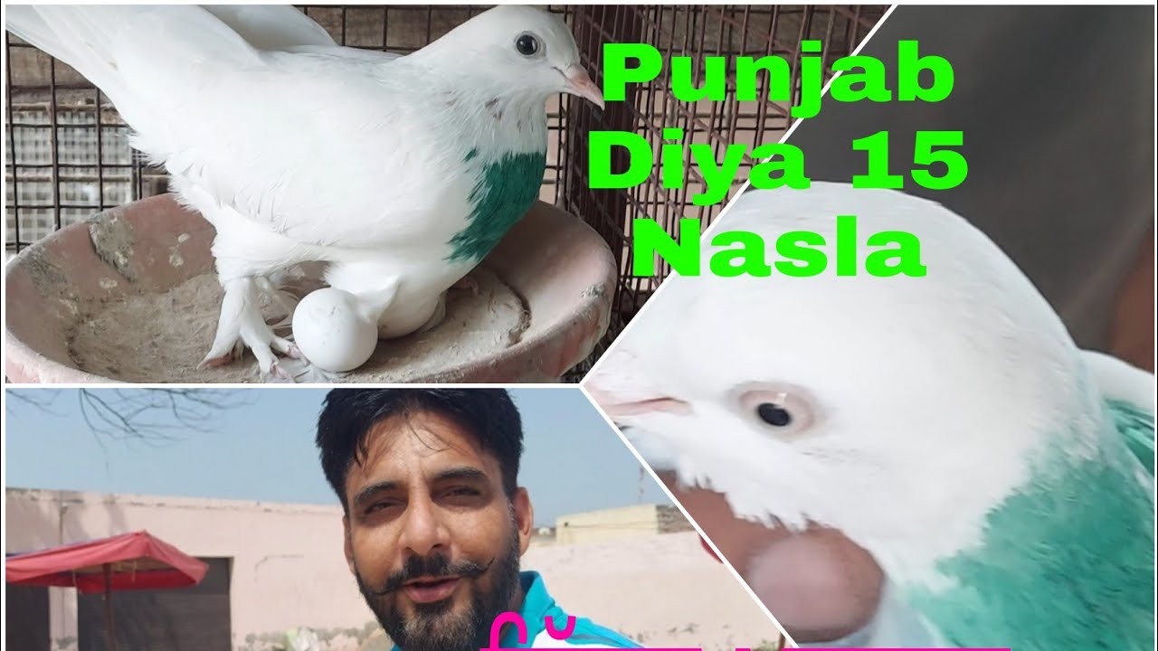 ਕਿੱਕਰ ਮਾਸਟਰ ਕਬੂੂਤਰ ਰਨਸੀਂਹ ਕਲਾਂ ਵਾਲੇ ਵੀਰ ਕੋਲ..part2