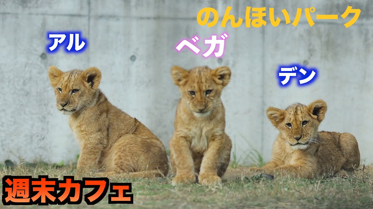 週末カフェ　NO440〜No442と未公開動画も含みます。2025/12/13　21時〜22時