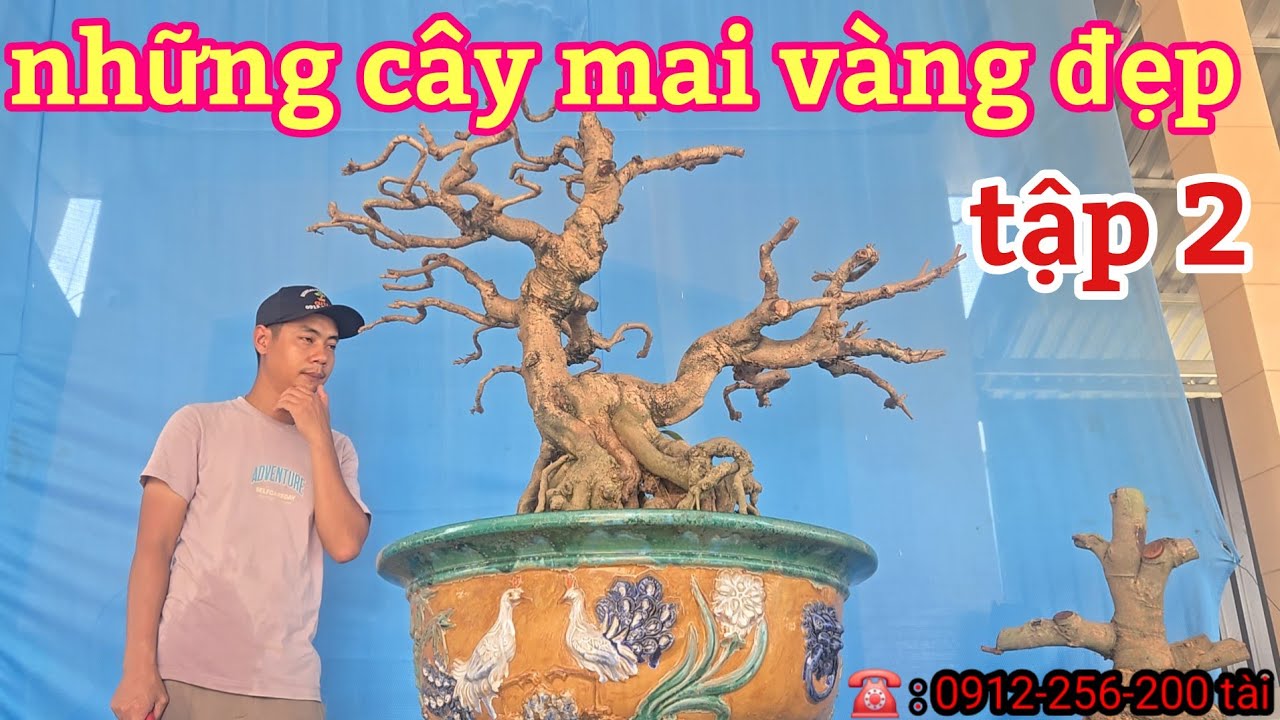 Những cây mai vàng đẹp tập 2 | mai vàng miền nam | ngày 3/3/2026