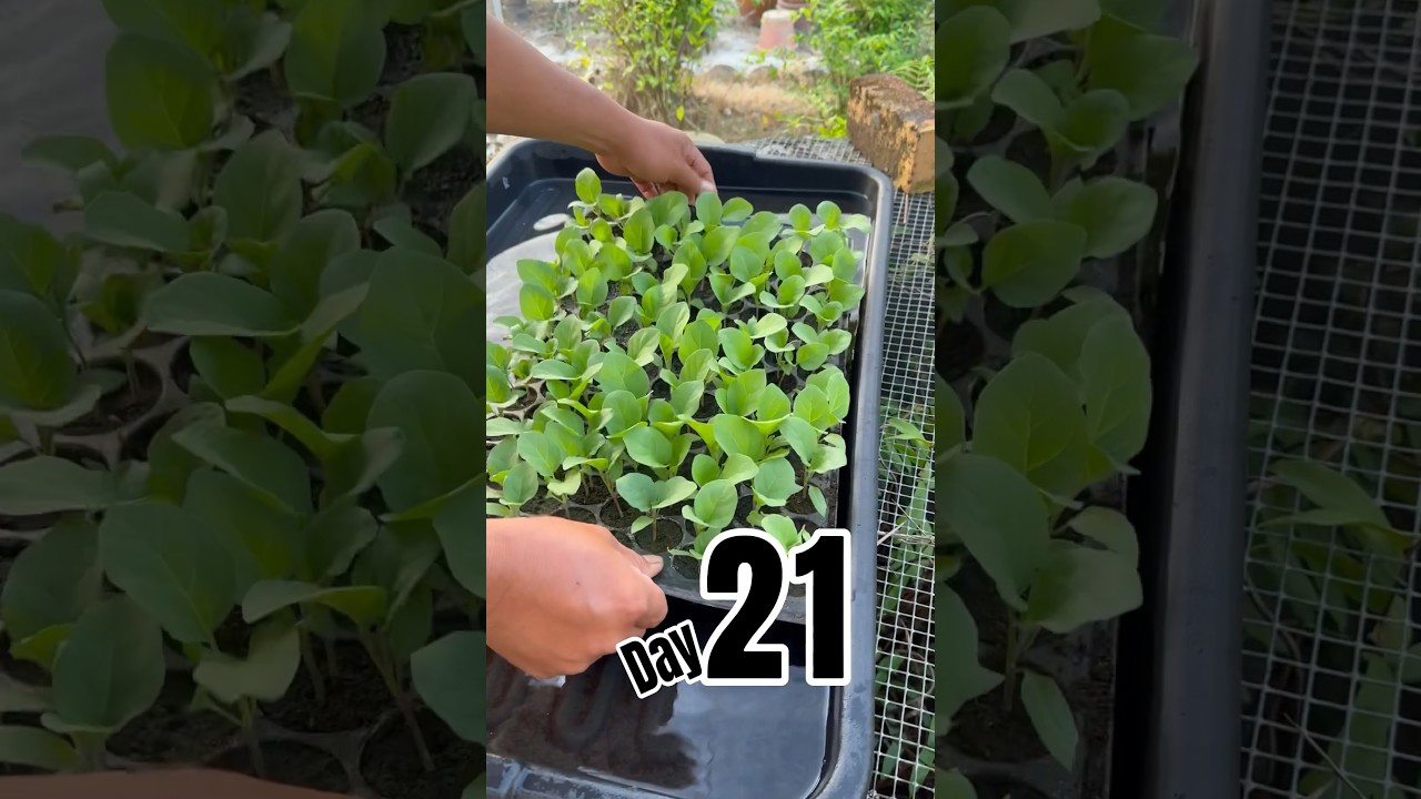 Eggplant Seedling