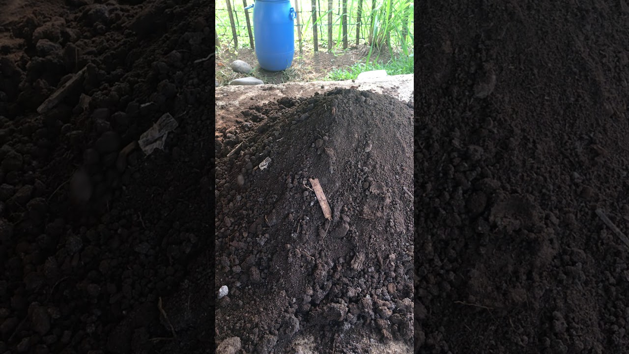 Paano pabulokin ang chicken manure. Part 3