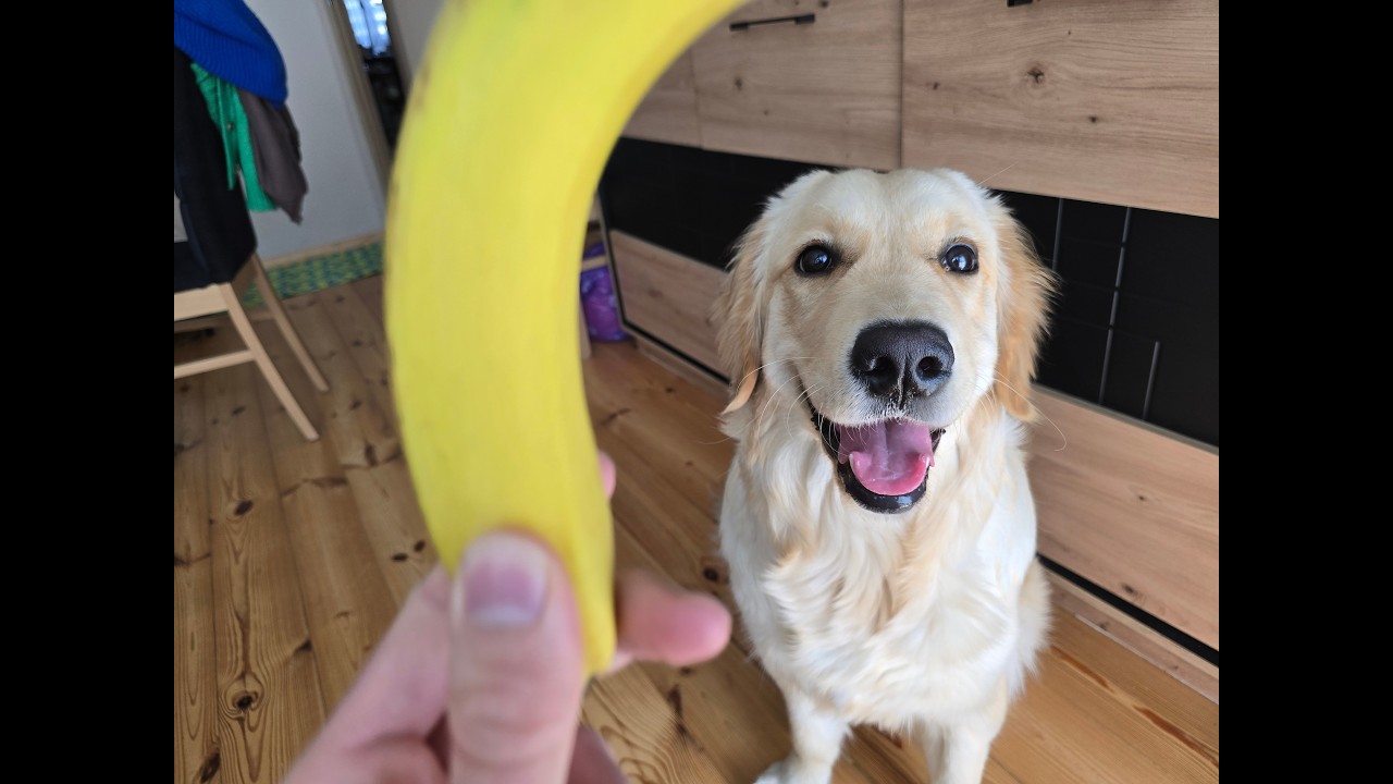 Golden Lilo je bananka tak o