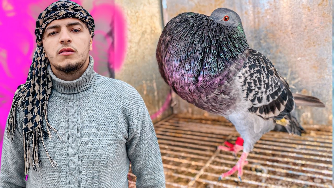 ها كيفاش طلق الحمام اول مرة 🤔