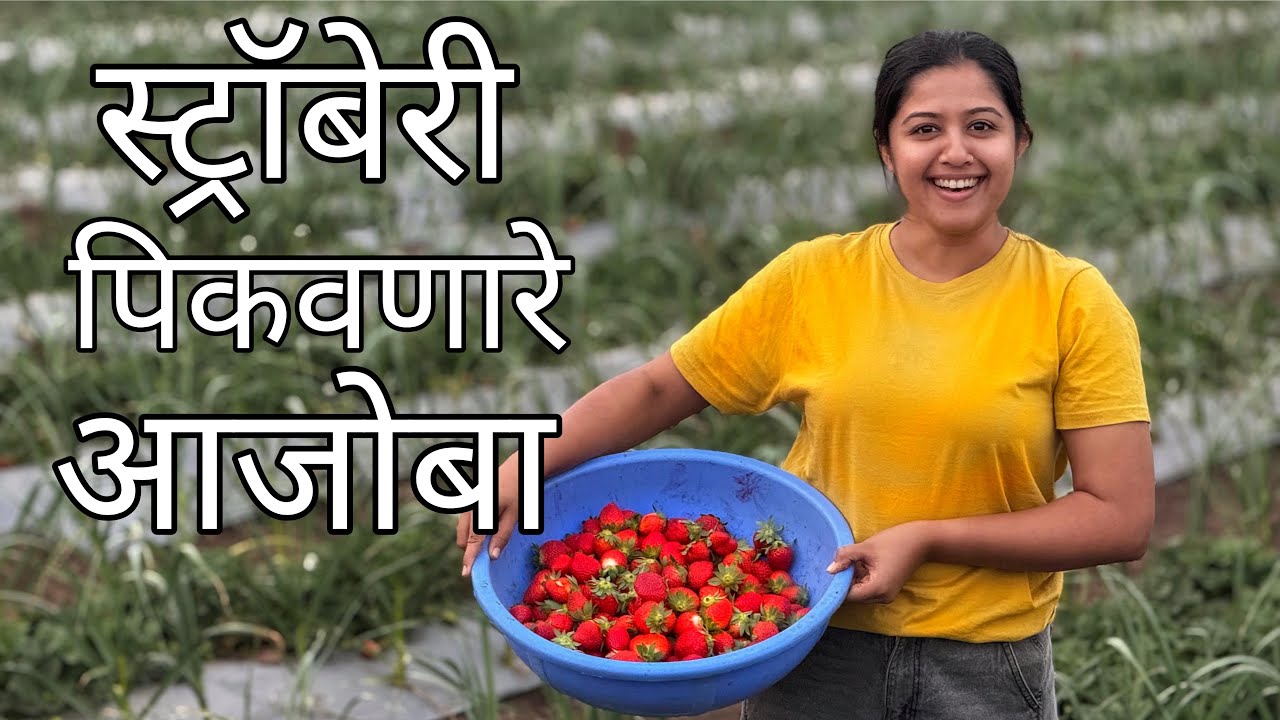 स्ट्रॉबेरी पिकवणारे आजोबा | Strawberry Harvesting | Strawberry Farming in Maharashtra 