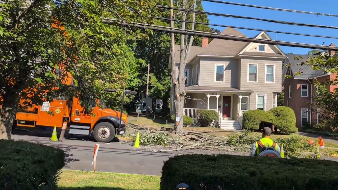 Professional Tree Cutting in America | Full Process Captured in the Video #america #treecutting 