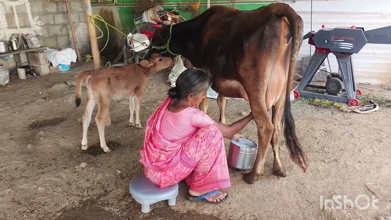 பசு மாடு எவ்வளவு பால் கறக்கும் 