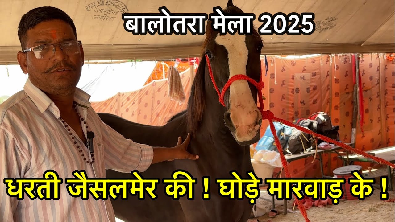 जैसलमेर की धरती से ले आया मारवाड़ी घोड़ों की खेप Balotra horse mela 2025 | horse market balotra