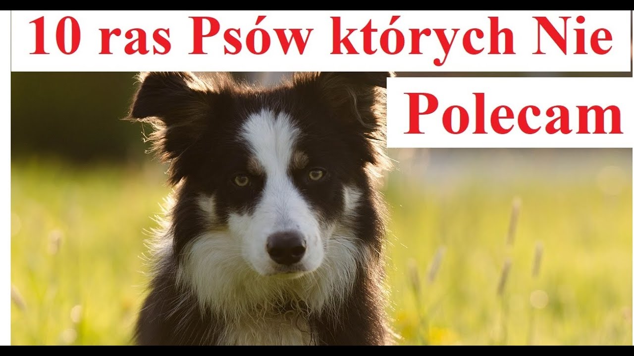 10 ras Psów których nie Polecam