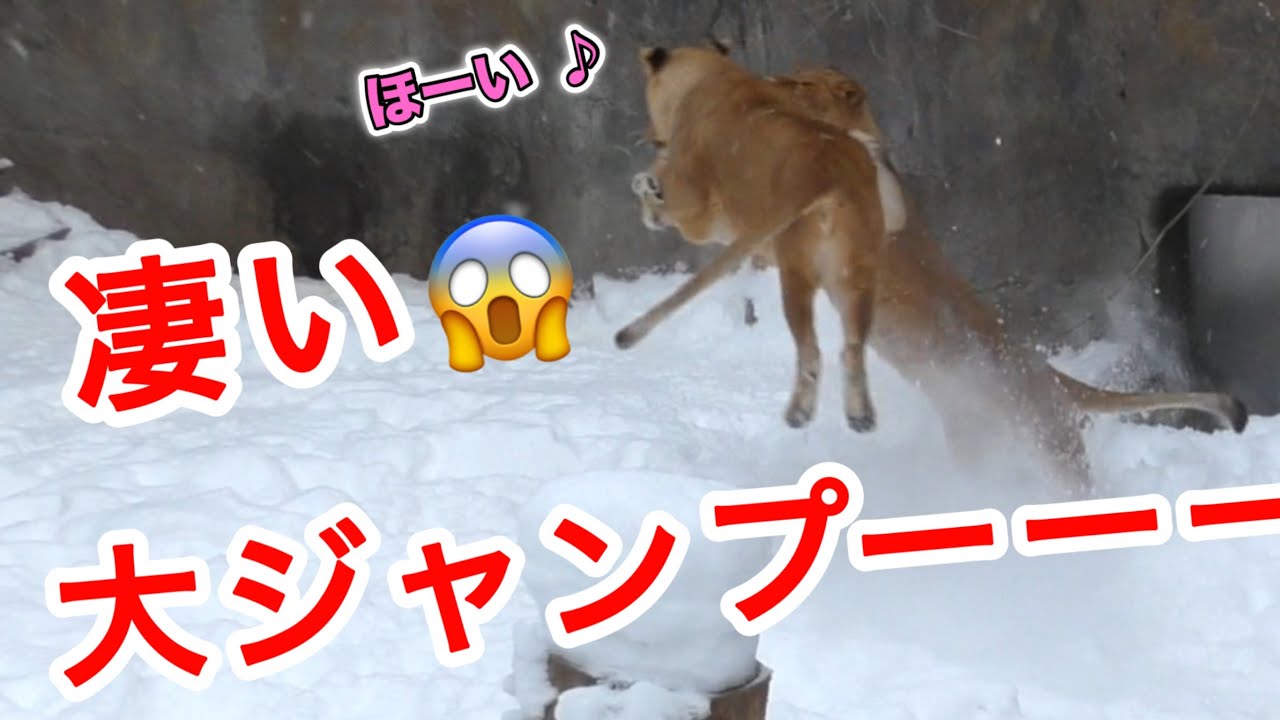 とりゃ〜♪過去最大のジャンプに歓声！久しぶりの汽車ぽっぽをする娘♪オリトイオ＆ザリアファミリーをお届け《旭山ライオン＆トラ》vol735Lion makes biggest jump ＆Tiger