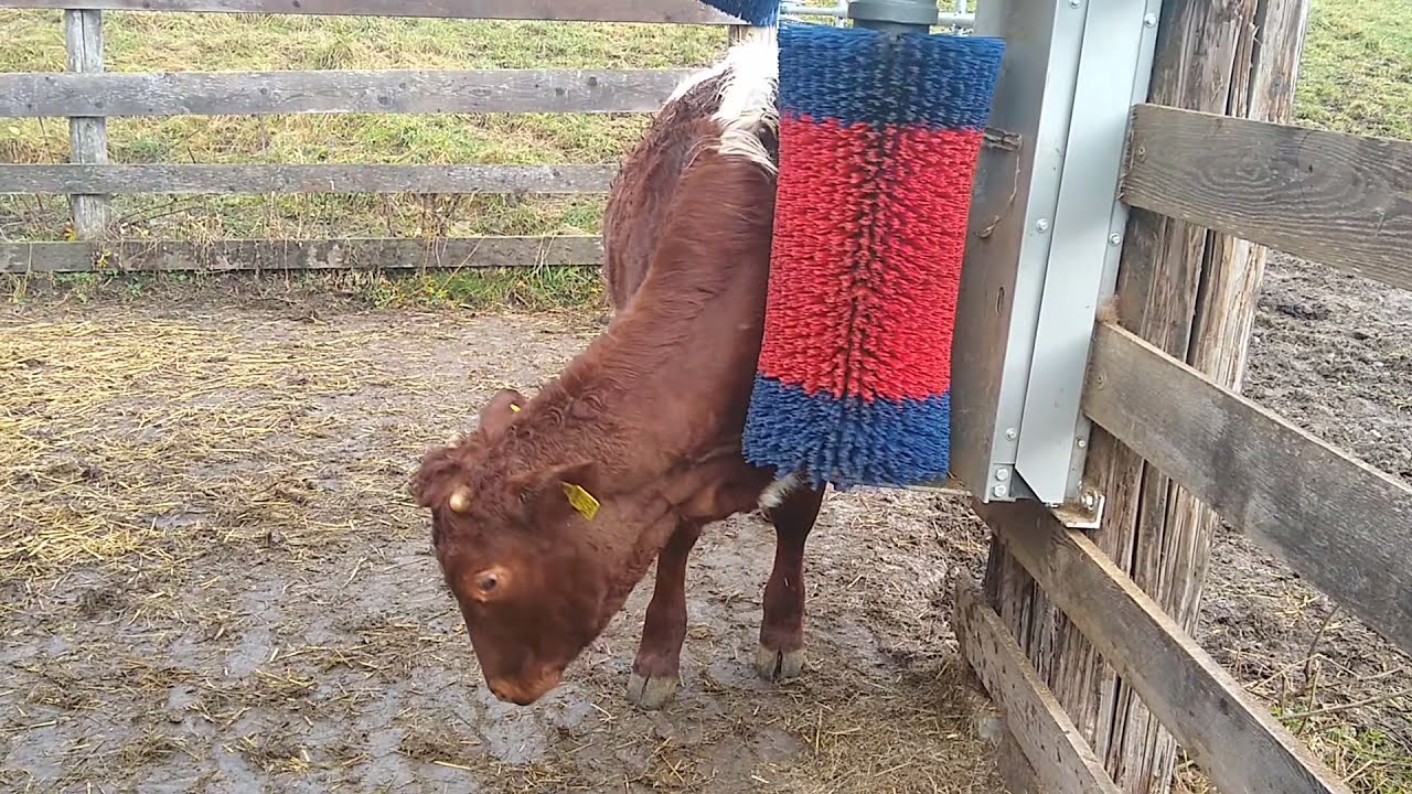 Happy cow Kuhbürste - die Kälber lieben sie!