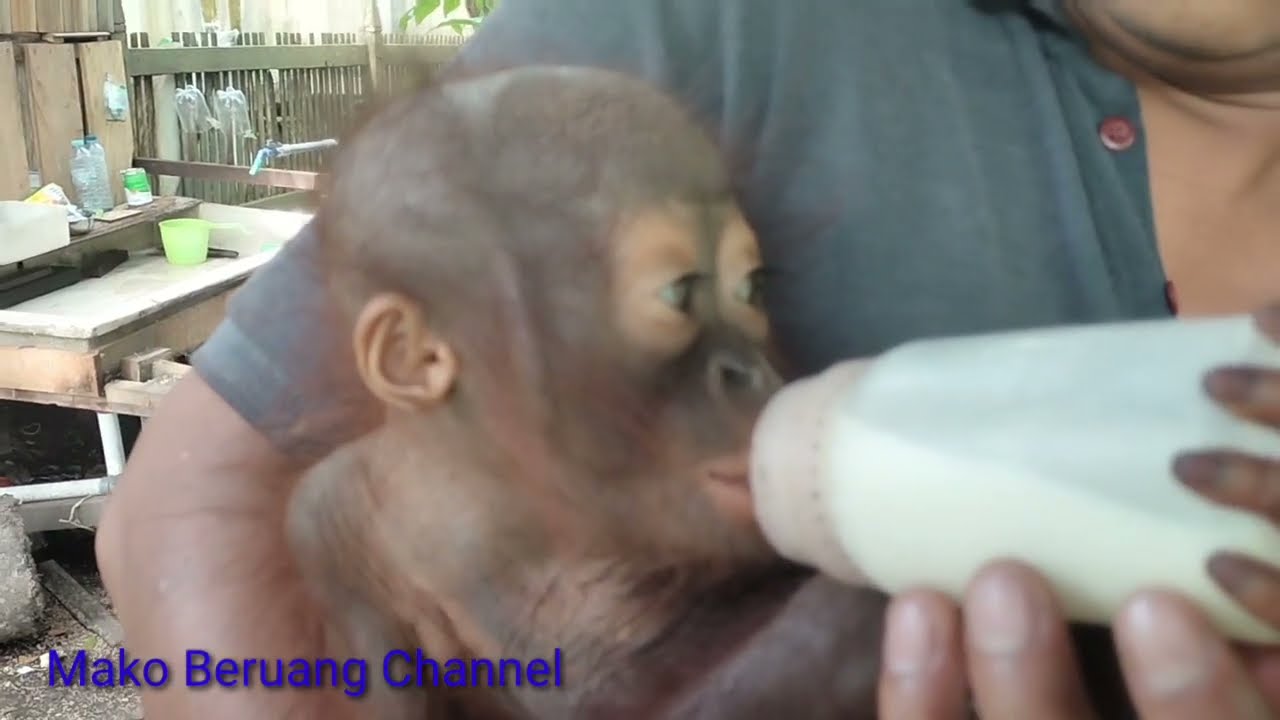 cute baby orangutan drinking milk #babyorangutan #cutubabyorangutan #saveorangutan