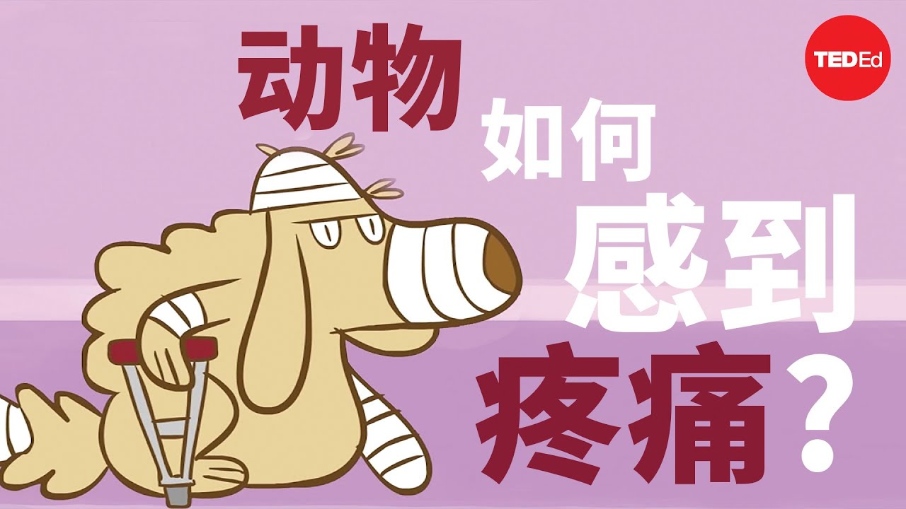 动物有怎样的痛感？ - Robyn J. Crook