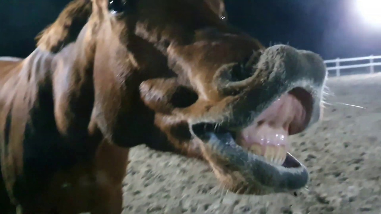 Luźny VLOG ZE STAJNI/ TRENING