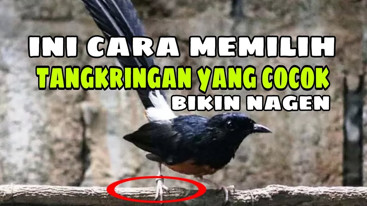 cara mencari settingan tangkringan yang pas untuk murai batu