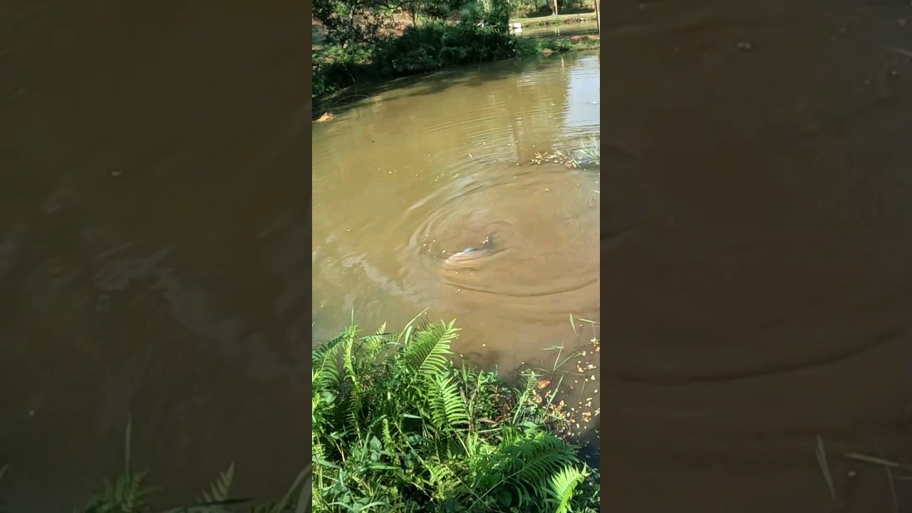 ANJAY Monster!! Salah Target Babon Bawal🔥