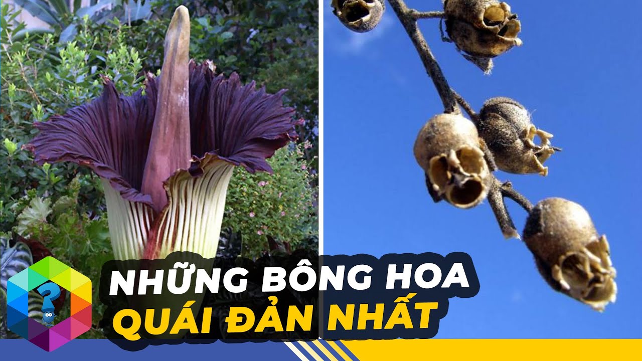 15 Loài Hoa Dị Dạng Và Kỳ Quái Nhất Thế Giới Nhìn Là Sợ - Top 1 Khám Phá