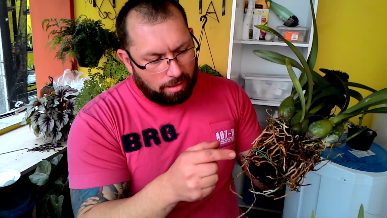 Especial Plantio orquídea encyclia 1
