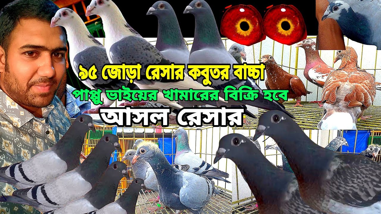 পাপ্পু ভাইয়ের খামারে ৯৫ জোড়া রেসার কবুতর বাচ্চা বিক্রি হবে, ওরজিনিয়াল ব্লাডের রেসার কবুতর বাচ্চা