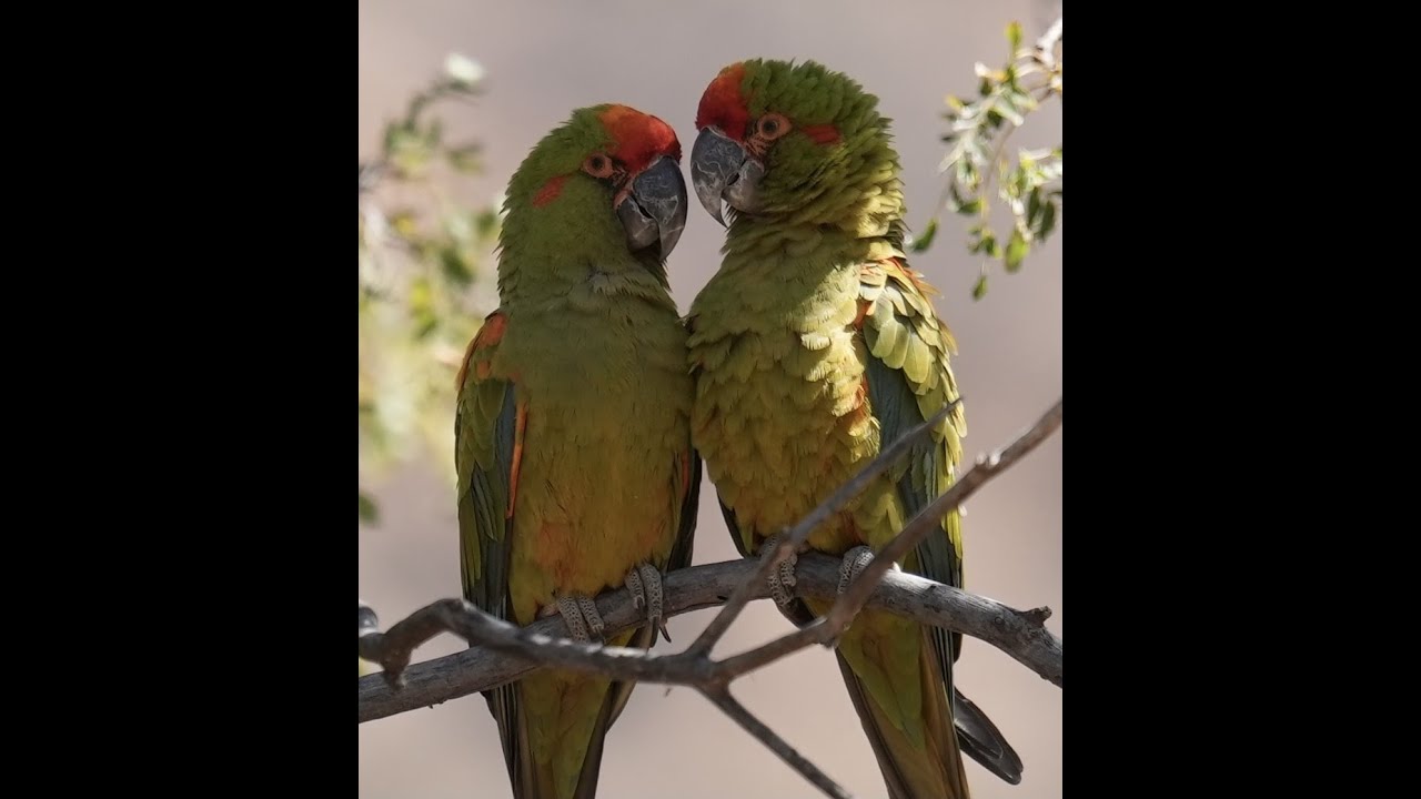 The Red-fronted Macaw:  Very Few left in the Wild