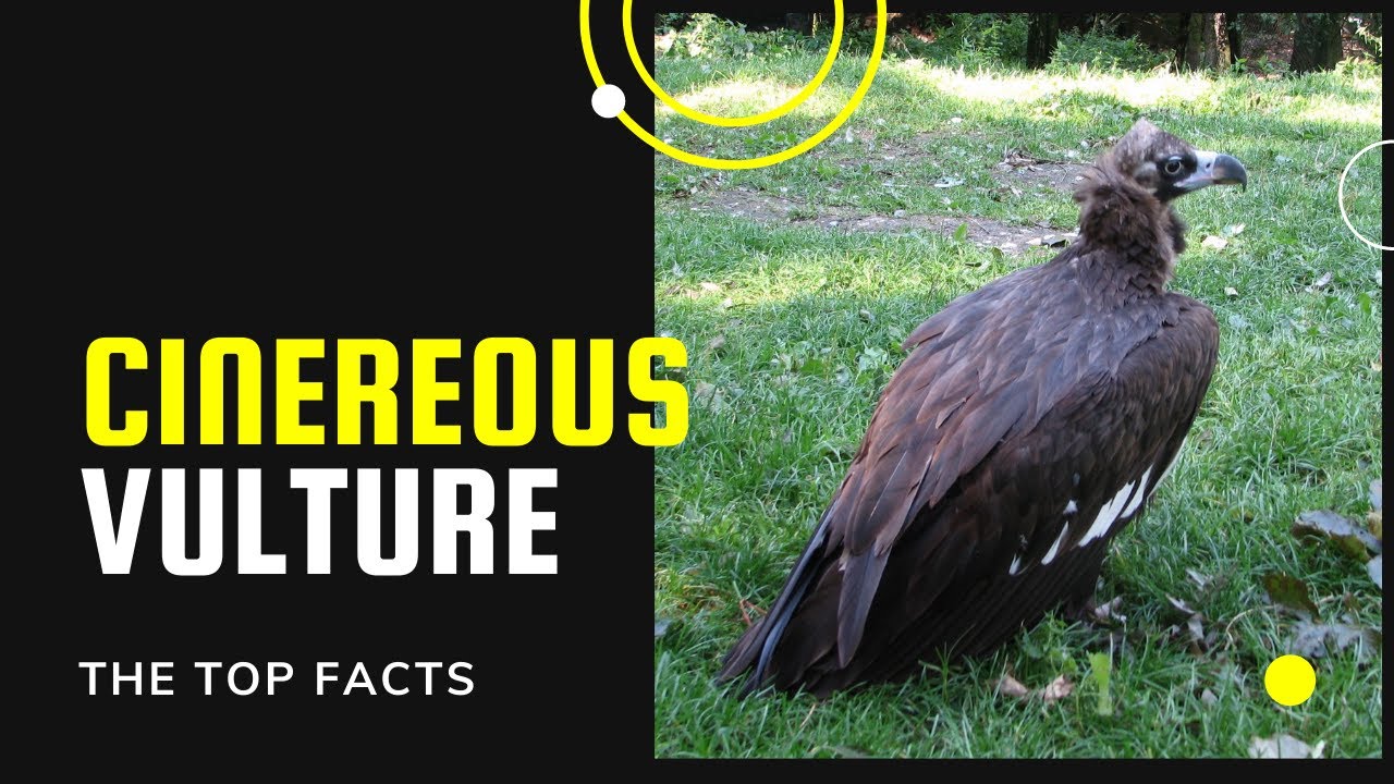 Cinereous Vulture facts 🦅 Black Vulture 🦅 Monk Vulture 🦅 Eurasian Black Vulture 🦅