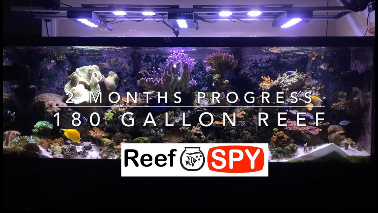 180 Gallon Reef - 2 Months Recovery Progress