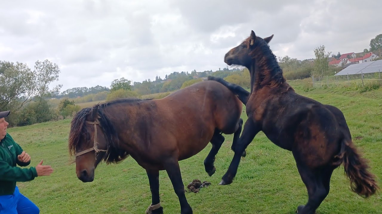 Коні на вибір🐴 лошата і кобили💪коні ваговози 👍Тернопільщини.коні в Україні 🇺🇦🇺🇦🇺🇦