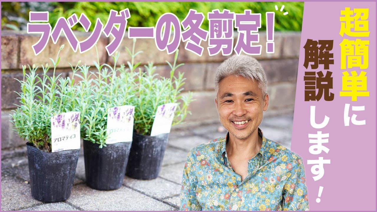 ラベンダーの冬剪定！超簡単に解説します！