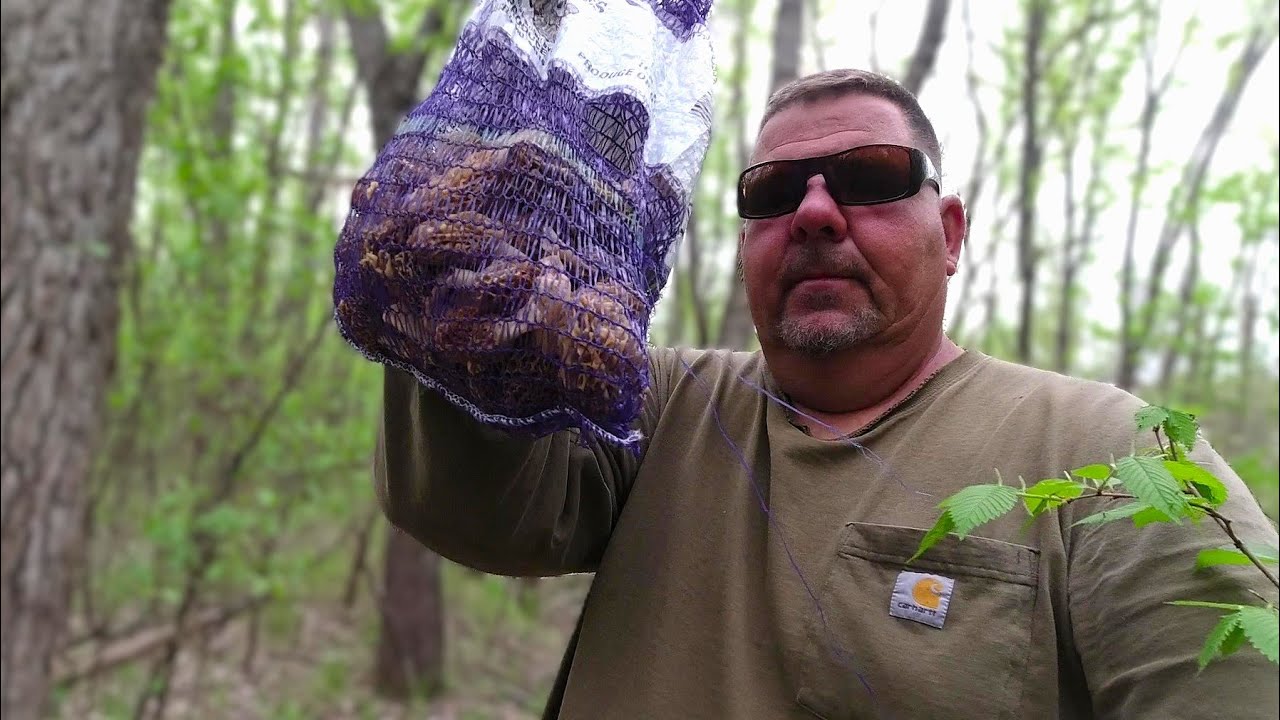 Find Morel Mushrooms 2025... Trespassers & Habitat.