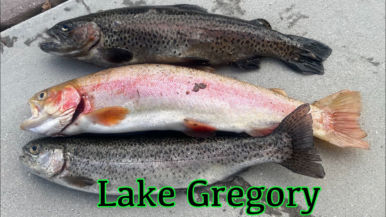 Winter TROUT FISHING at LAKE GREGORY with Jigs and Spoons/ Pesca de Truchas Lake Gregory#magic brand