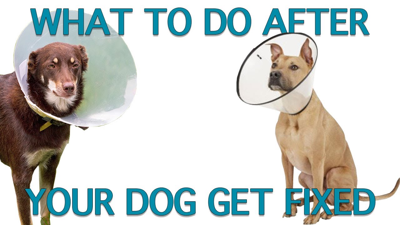 How To Care For Dogs After Spay Neuter