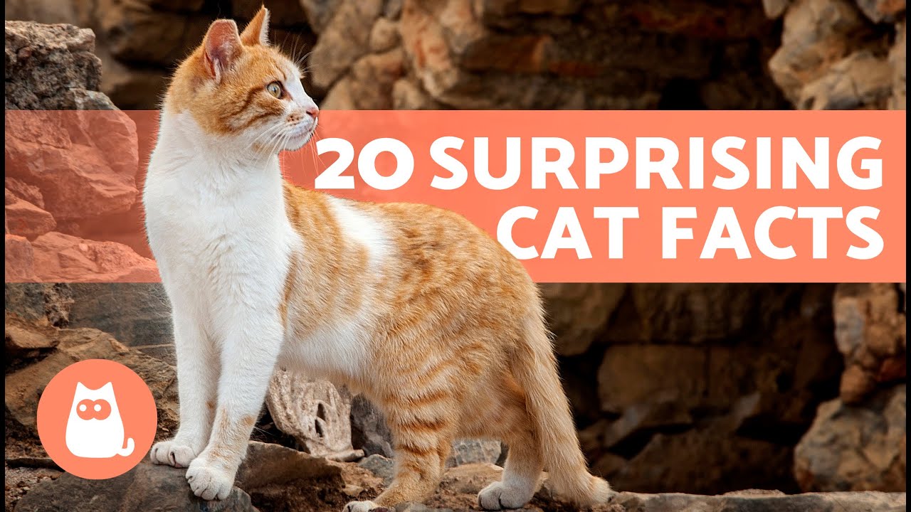 20 FACTS About CATS You Didn't Already Know 🐱💡