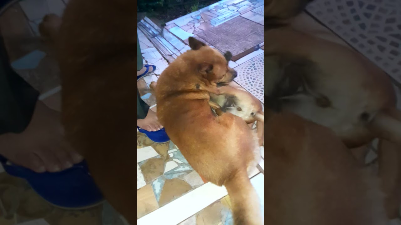 fulientos olha oque ela faz com ele🤣😅😂c&atilde;ozinho ❤️ 🐕 🐕