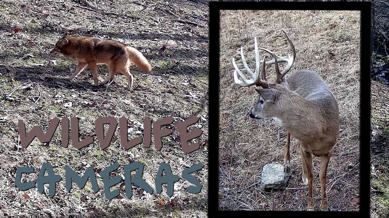 Huge Buck and Brush Wolf -Wildlife Cameras - Brad Hodge Outdoor Photography
