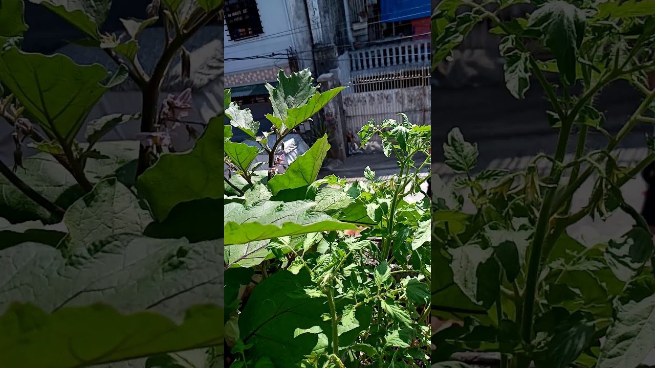 Harvest fresh okra part 1