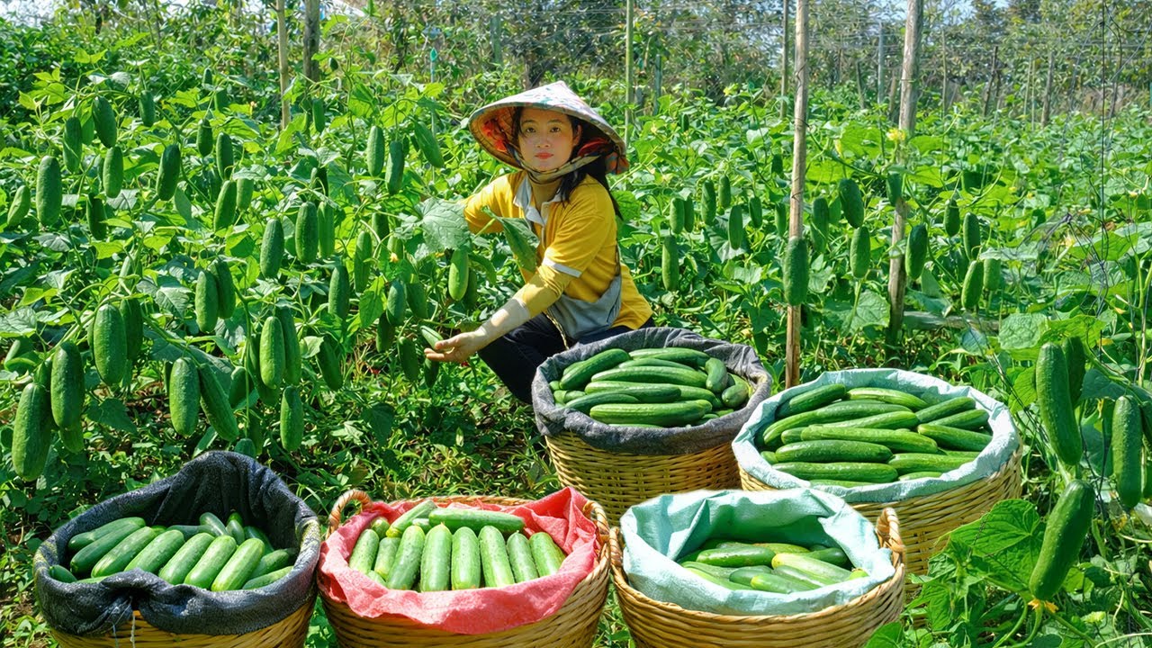 Harvest Cucumbers To Sell At The Market – Make Pickled Cucumbers – Gardening And Animal Farming