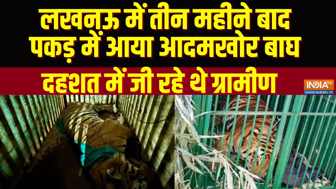 Lucknow में तीन महीने बाद पकड़ में आया आदमखोर बाघ, दहशत में जी रहे थे ग्रामीण, जानें कैसे पकड़ा गया
