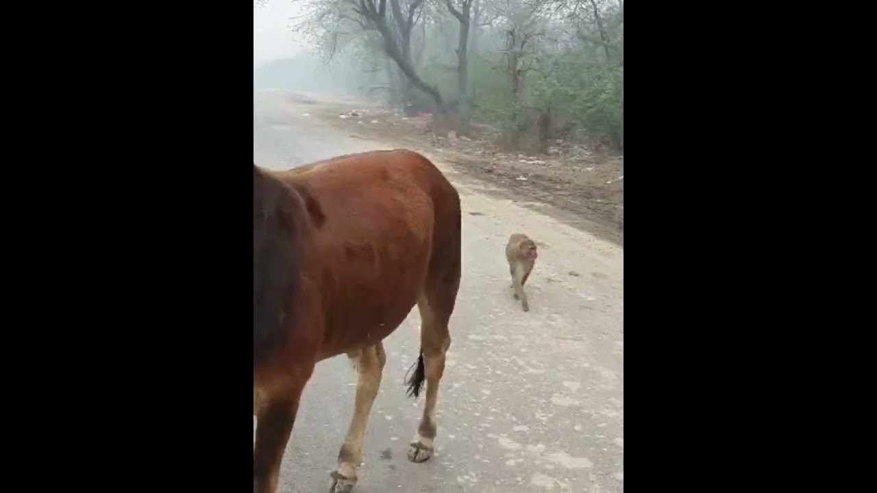 बंदरों ने मचाया आतंक 😱 पूरा वीडियो देखें!#monkey  #subscribemychannel #viral #support #animals 