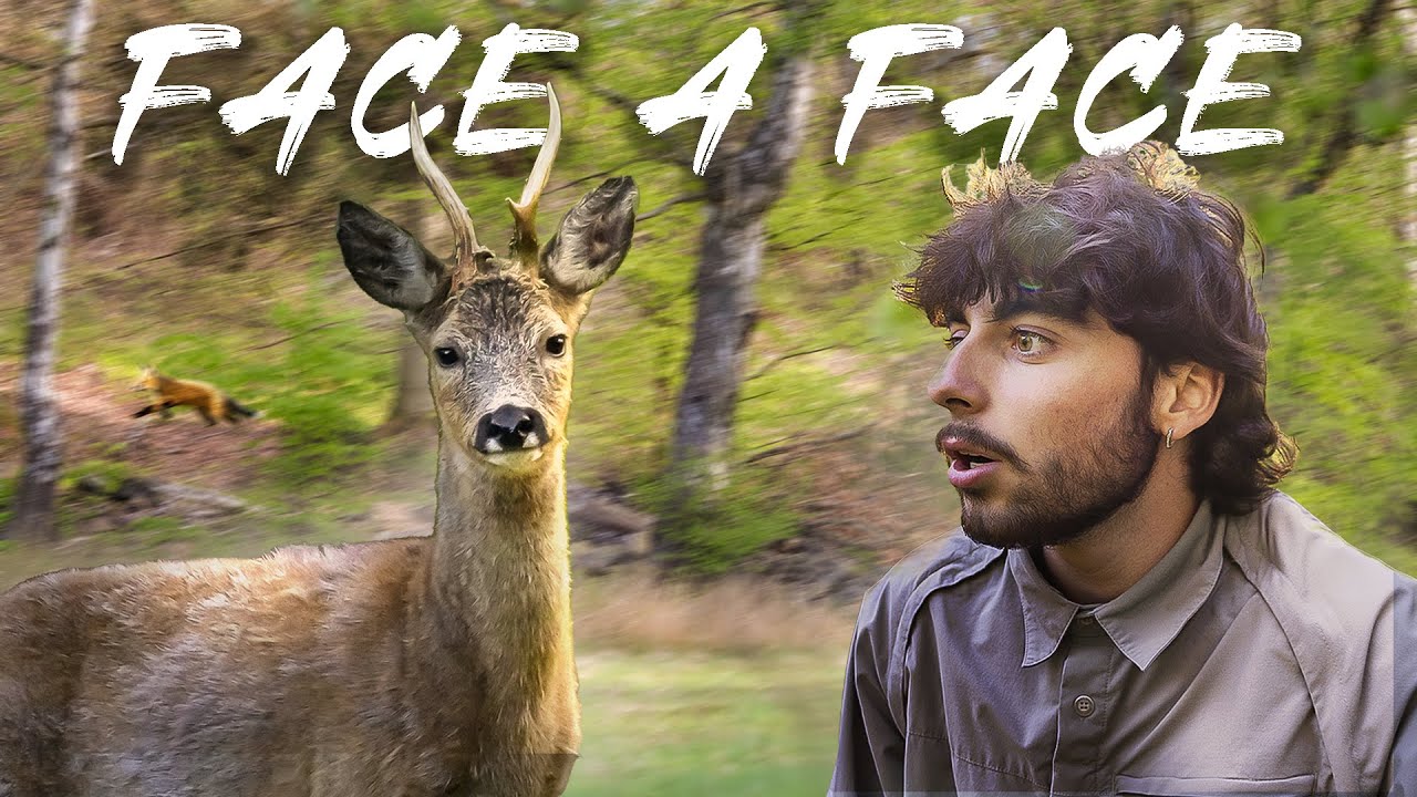 Ce chevreuil M'ABOIE DESSUS et me prend par surprise !!! (rencontre incroyable en forêt !)