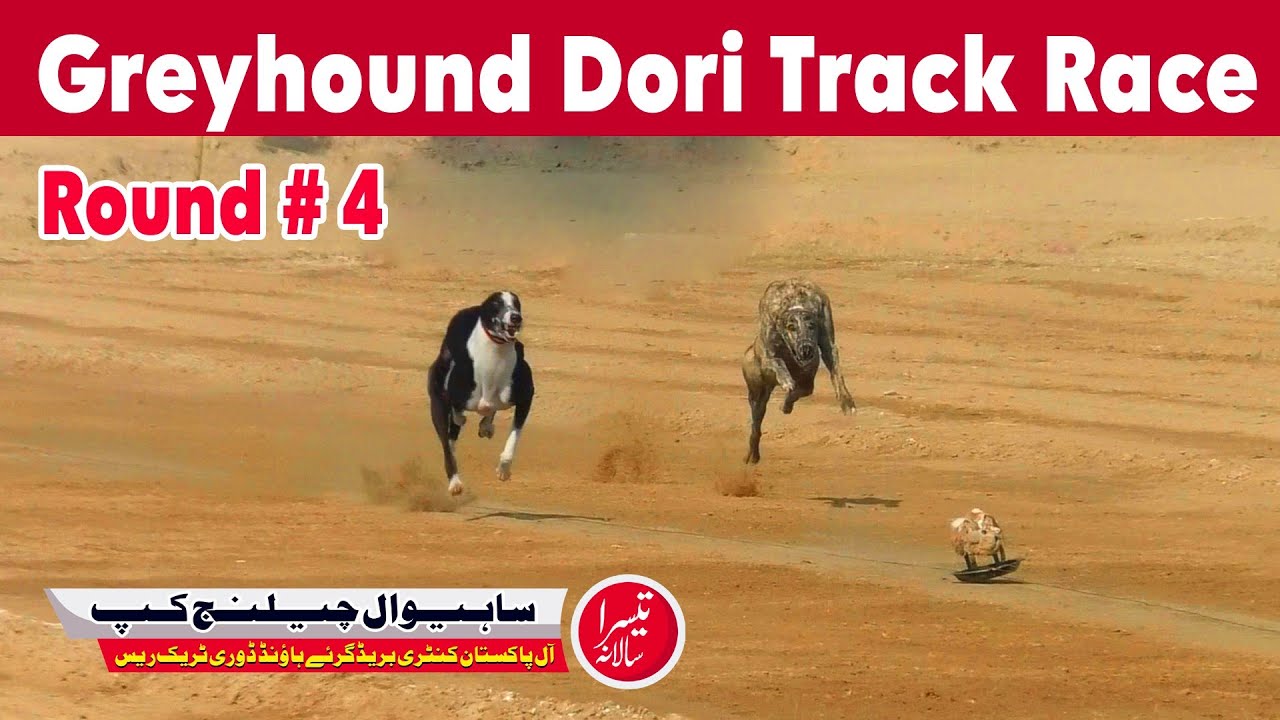 Greyhound Dori Track Race || Round No 4 ||  Sahiwal Cup 2024 || 16-12-2024  #dog #greyhound
