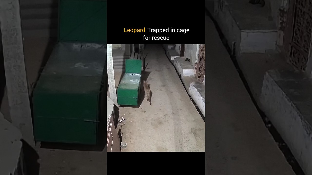 Leopard trapped in cage for rescue #wildlife #leopard #animallife  #wildliferescue #youtubeshorts