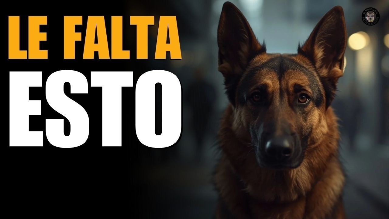 NO TE DAS CUENTA DE LO QUE LE FATA A TU PASTOR ALEMAN