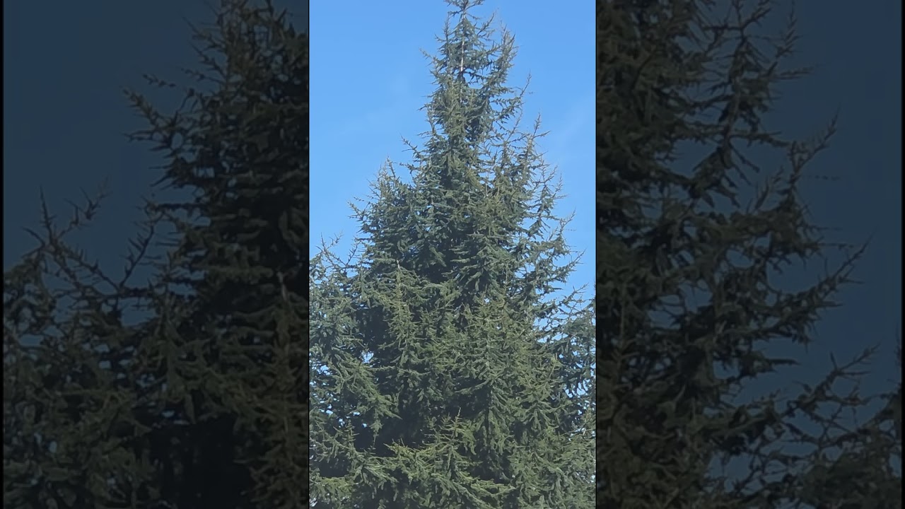 Enchanting Tree in the Winter Sun