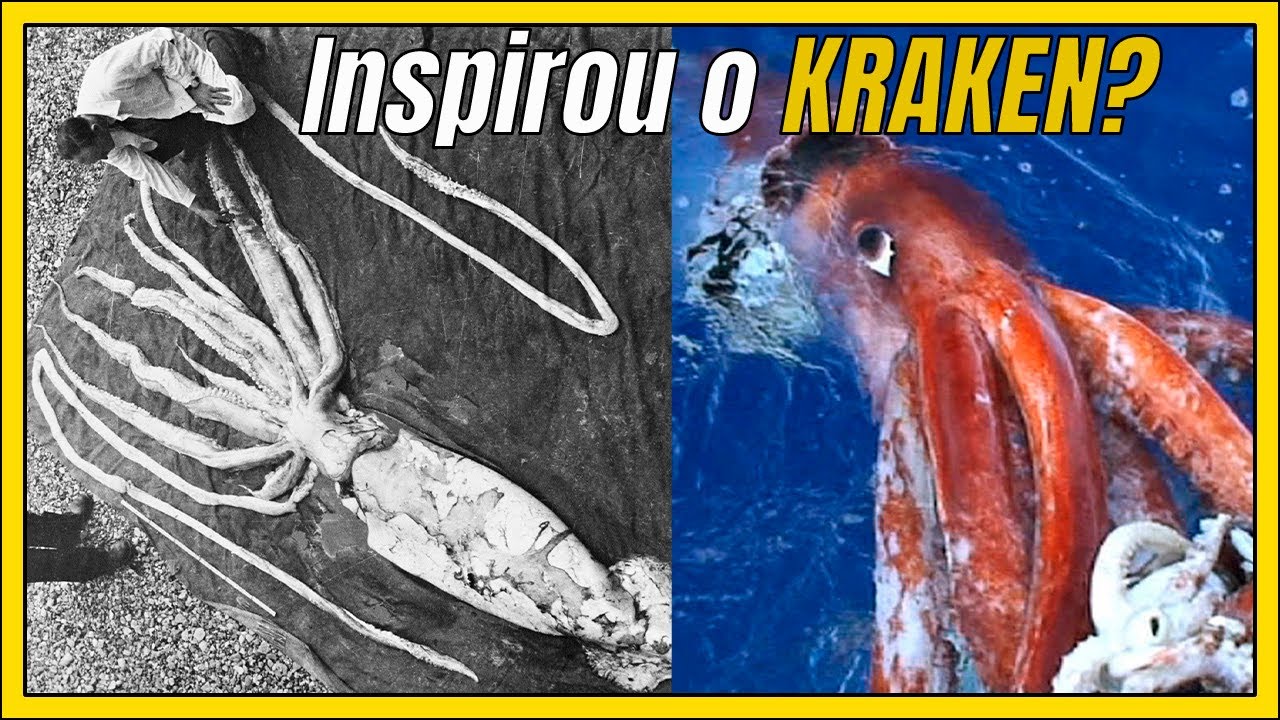 TUDO sobre a LULA GIGANTE e a LULA COLOSSAL: invertebrados abissais GIGANTES!