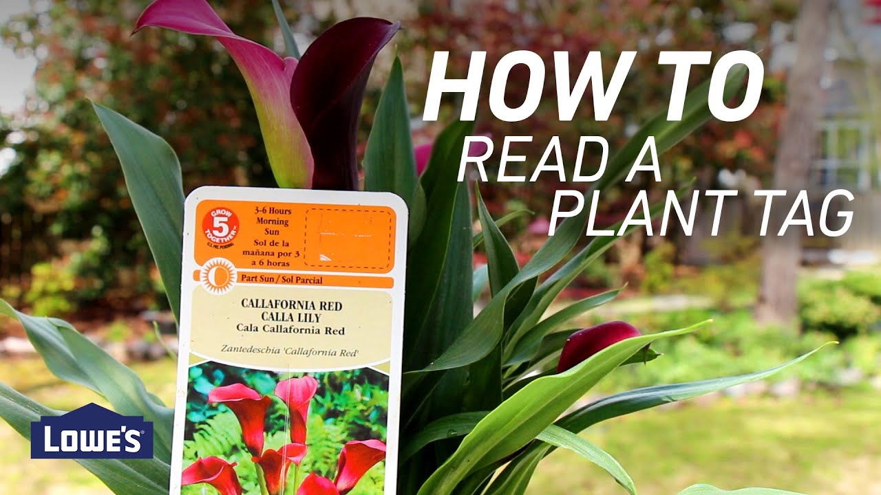 How To Read a Plant Tag