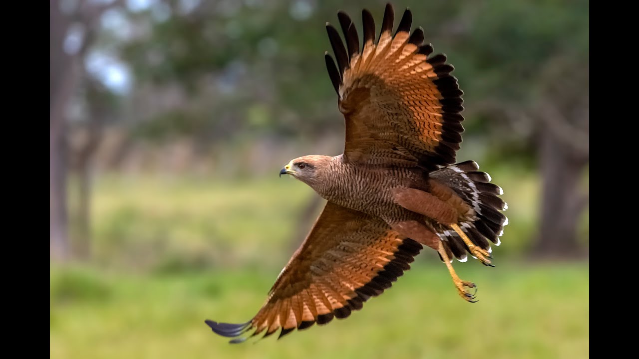 Como Fotografar Aves em Voo!