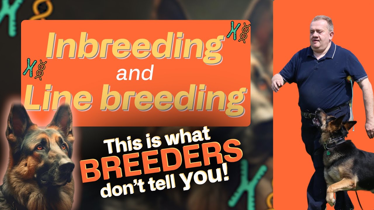 #inbreeding and #linebreeding  explained