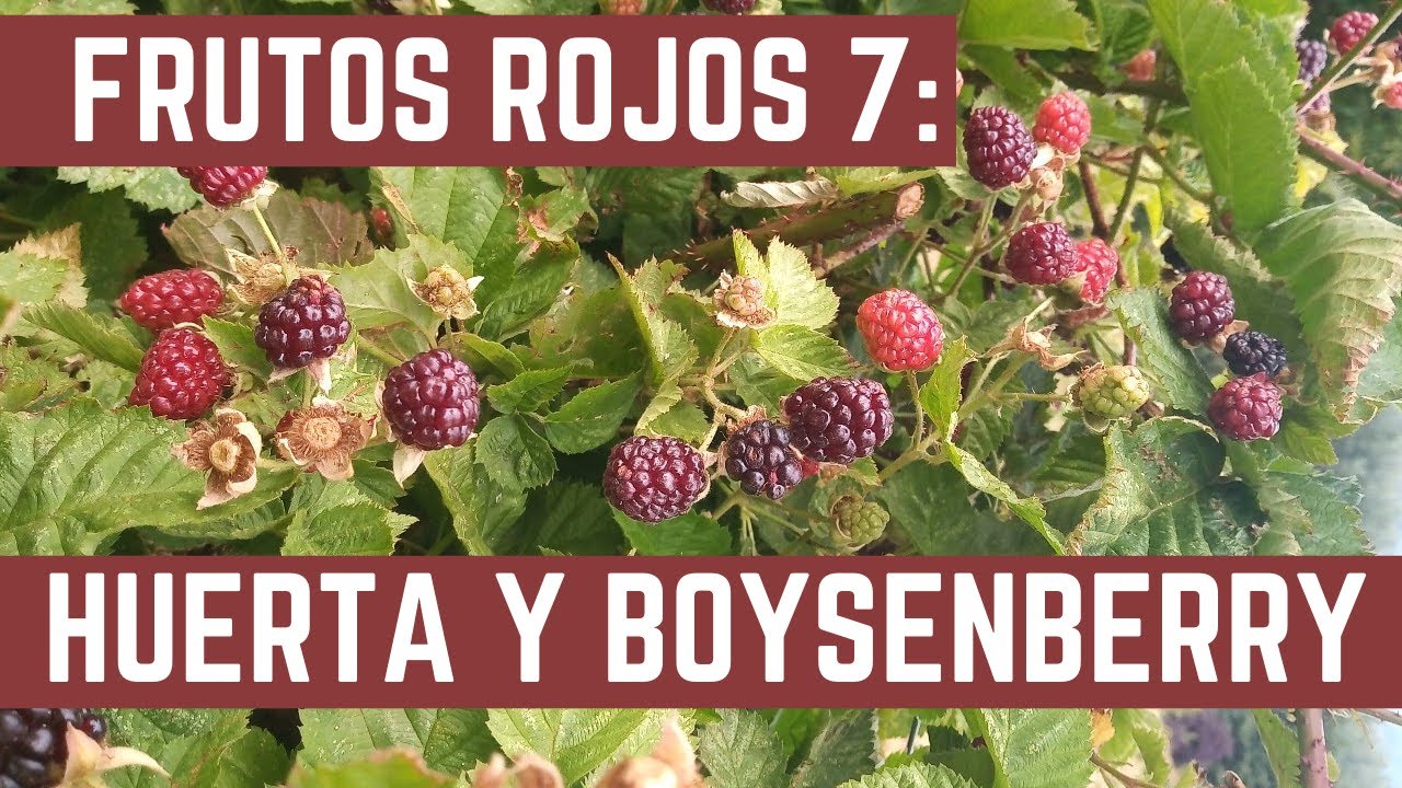 FRUTAS FINAS EPISODIO 7 - Huerta, Frutillas y Boysenberry