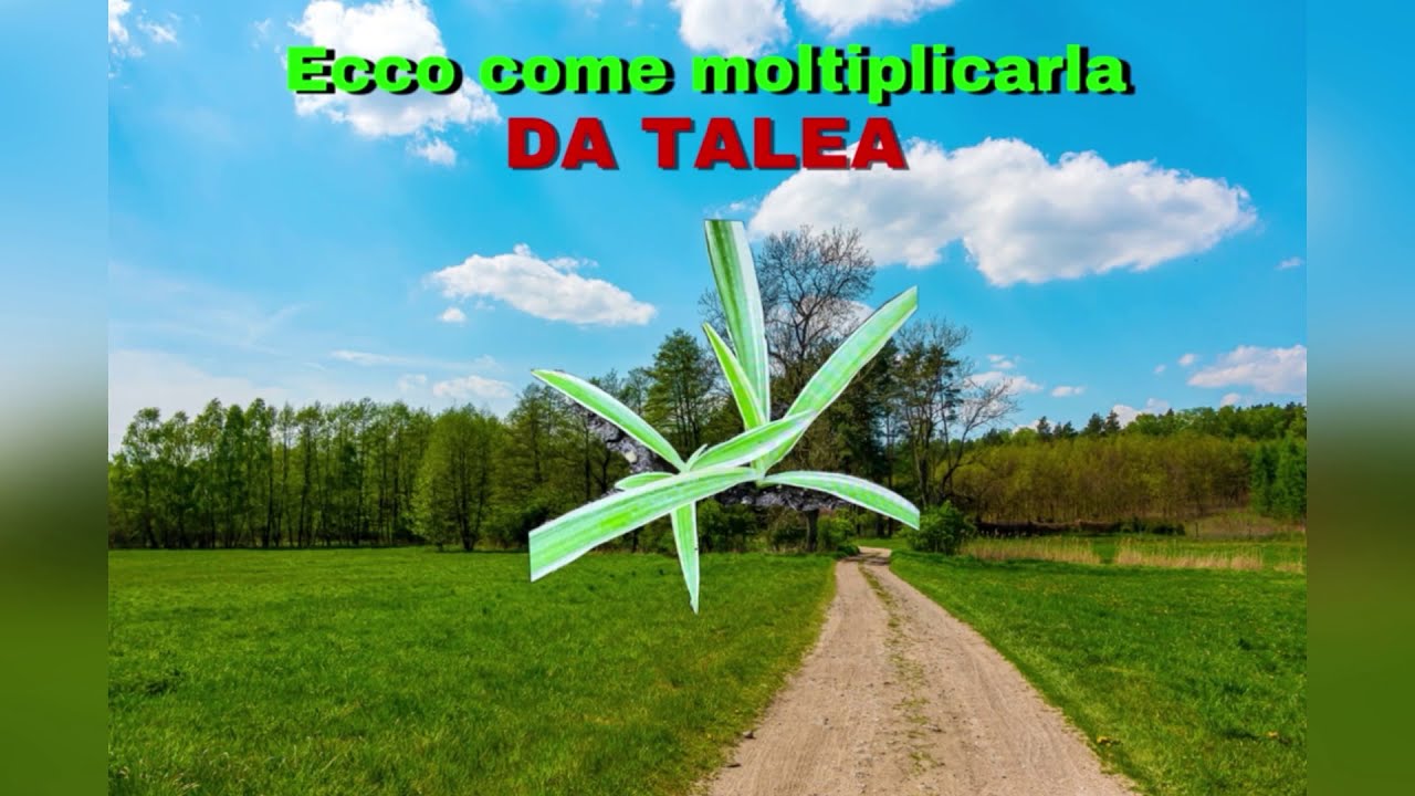 Come moltiplicare il Falangio da talea