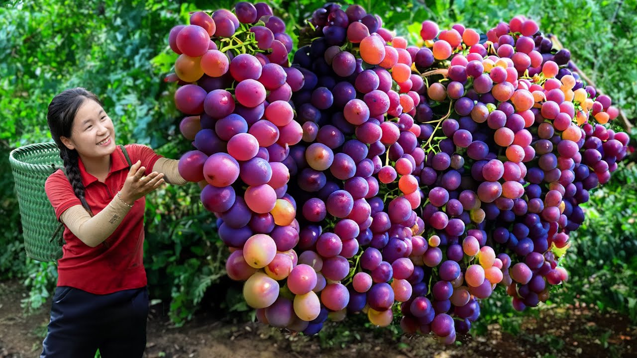 Harvesting 1000+ Giant Purple Grapes, Go to Market Sell | Susan Daily Life